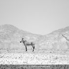 Heat-of-the-Day-(Namibia)