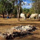 * heat up the camp oven  the steaks are here *