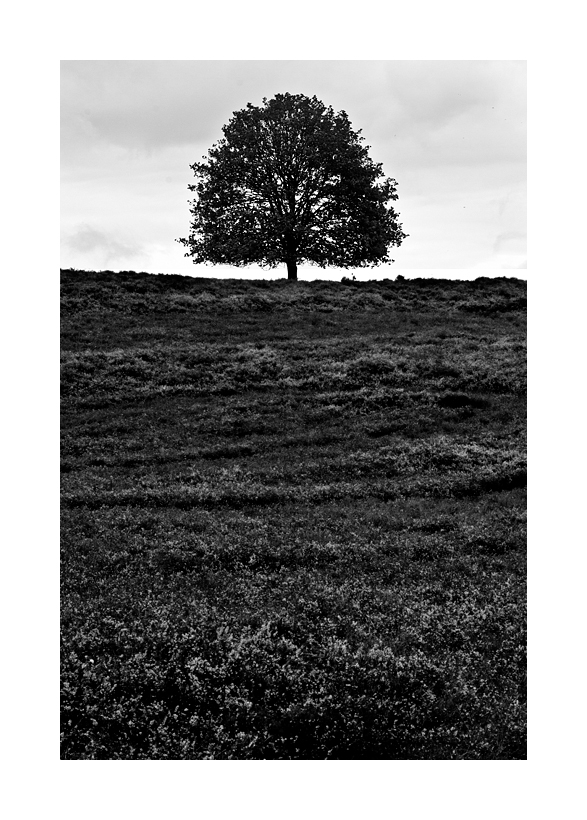 Heath and a tree