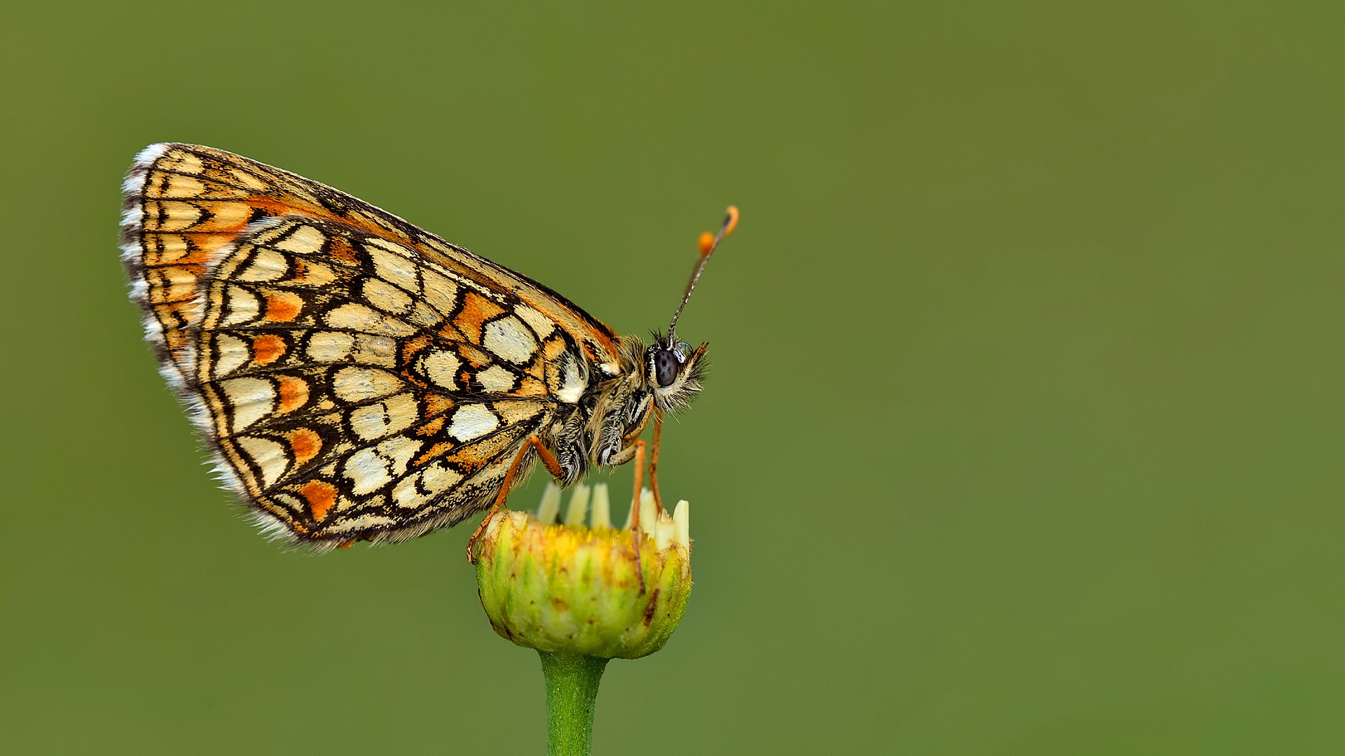 Heath Fritillary