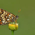 Heath Fritillary