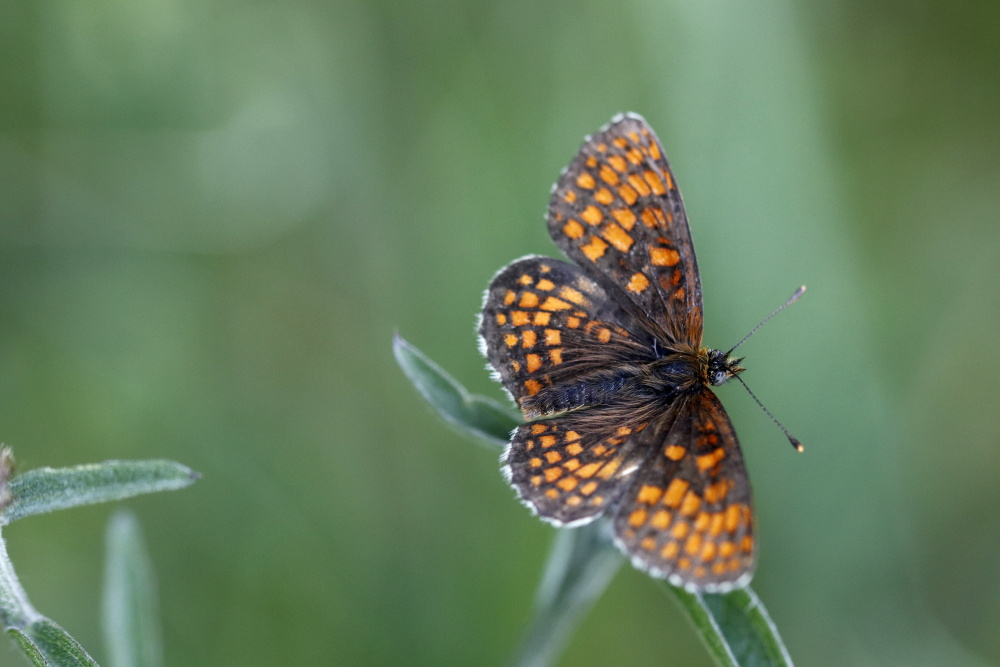 Heath fritillary (Melitaea athalia)