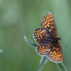 Heath fritillary (Melitaea athalia)