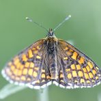 Heath fritillary (Melitaea athalia)