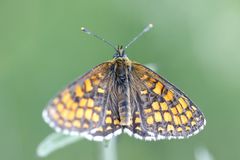 Heath fritillary (Melitaea athalia)