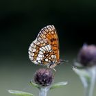 Heath fritillary (Melitaea athalia)