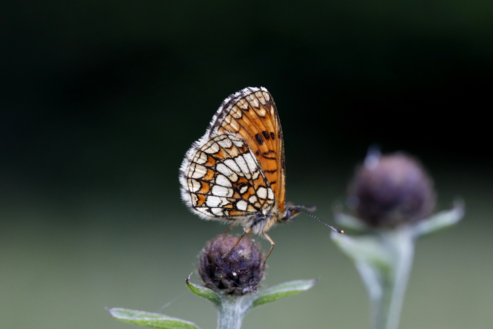 Heath fritillary (Melitaea athalia)