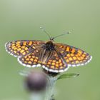 Heath fritillary (Melitaea athalia)