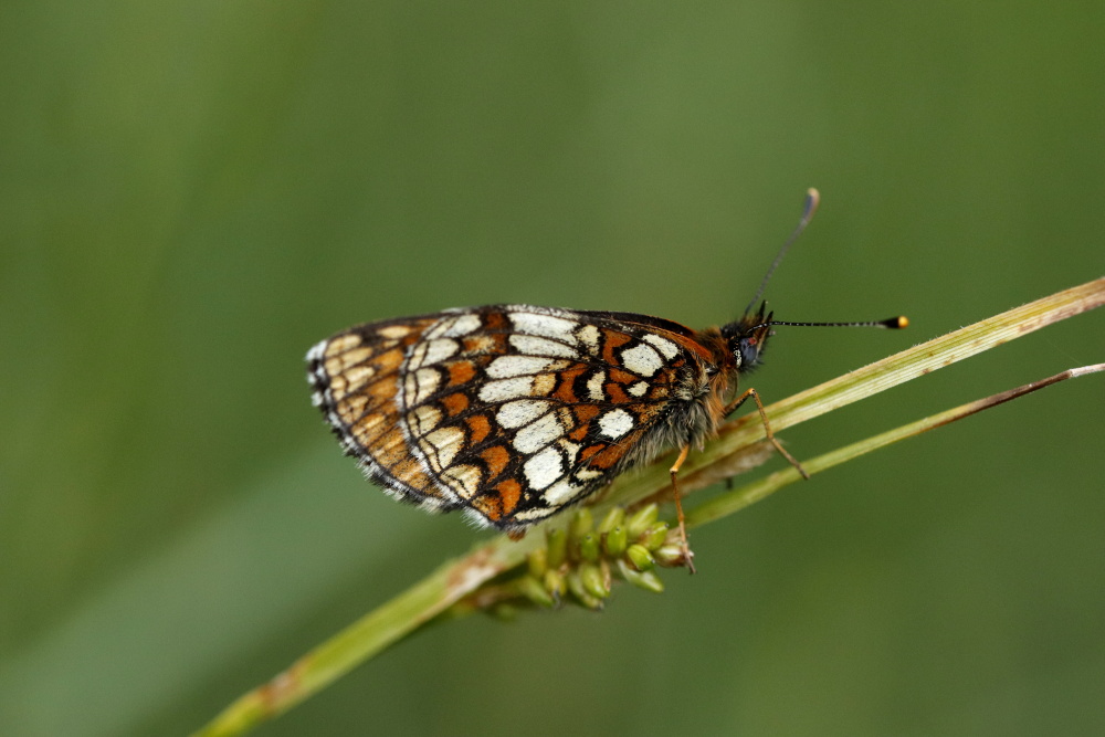 Heath fritillary (Melitaea athalia)