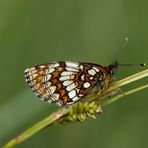 Heath fritillary (Melitaea athalia)