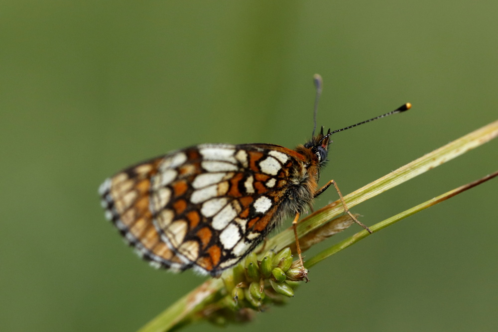 Heath fritillary (Melitaea athalia)