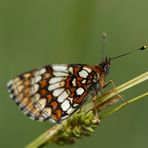 Heath fritillary (Melitaea athalia)