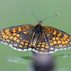 Heath fritillary (Melitaea athalia)