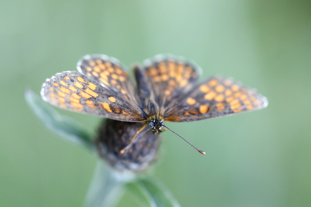 Heath fritillary (Melitaea athalia)