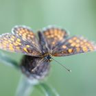 Heath fritillary (Melitaea athalia)