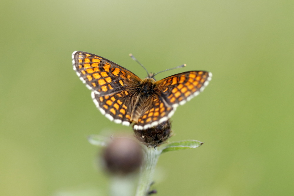 Heath fritillary (Melitaea athalia)