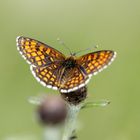 Heath fritillary (Melitaea athalia)