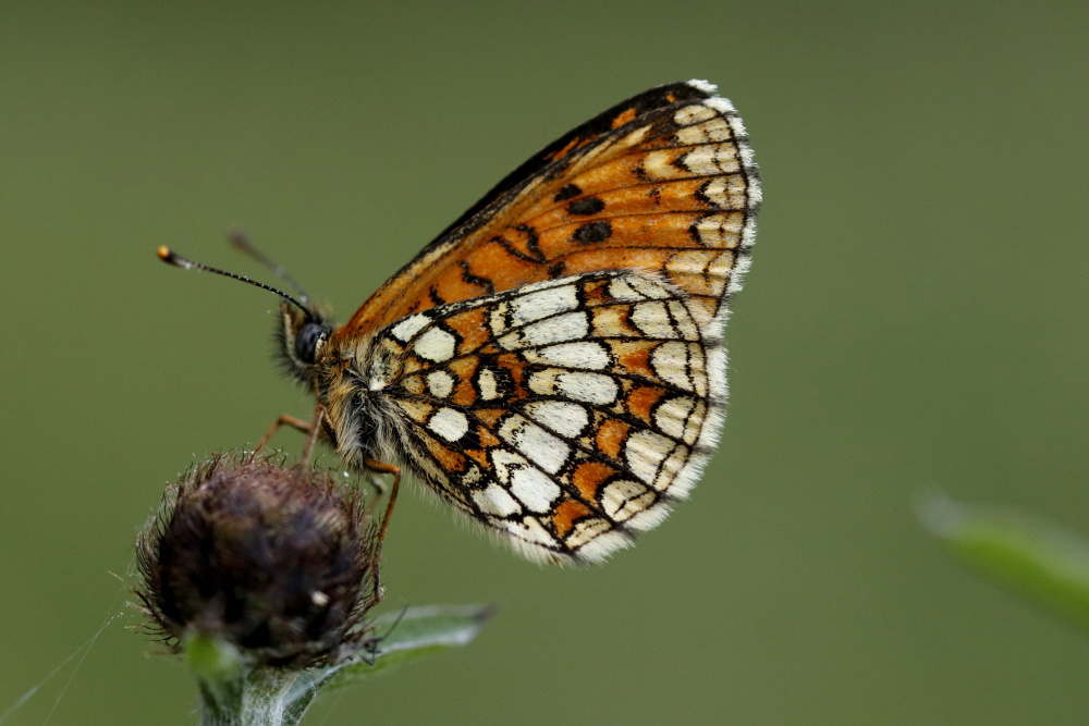 Heath fritillary (Melitaea athalia)