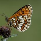 Heath fritillary (Melitaea athalia)