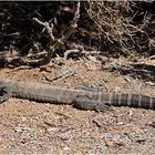 Heath Goanna