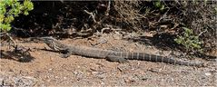 Heath Goanna