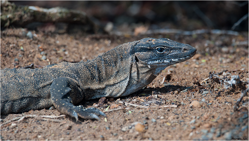 Heath Goanna