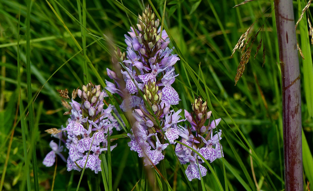 Heath Spotted Orchid 