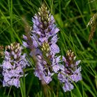 Heath Spotted Orchid 