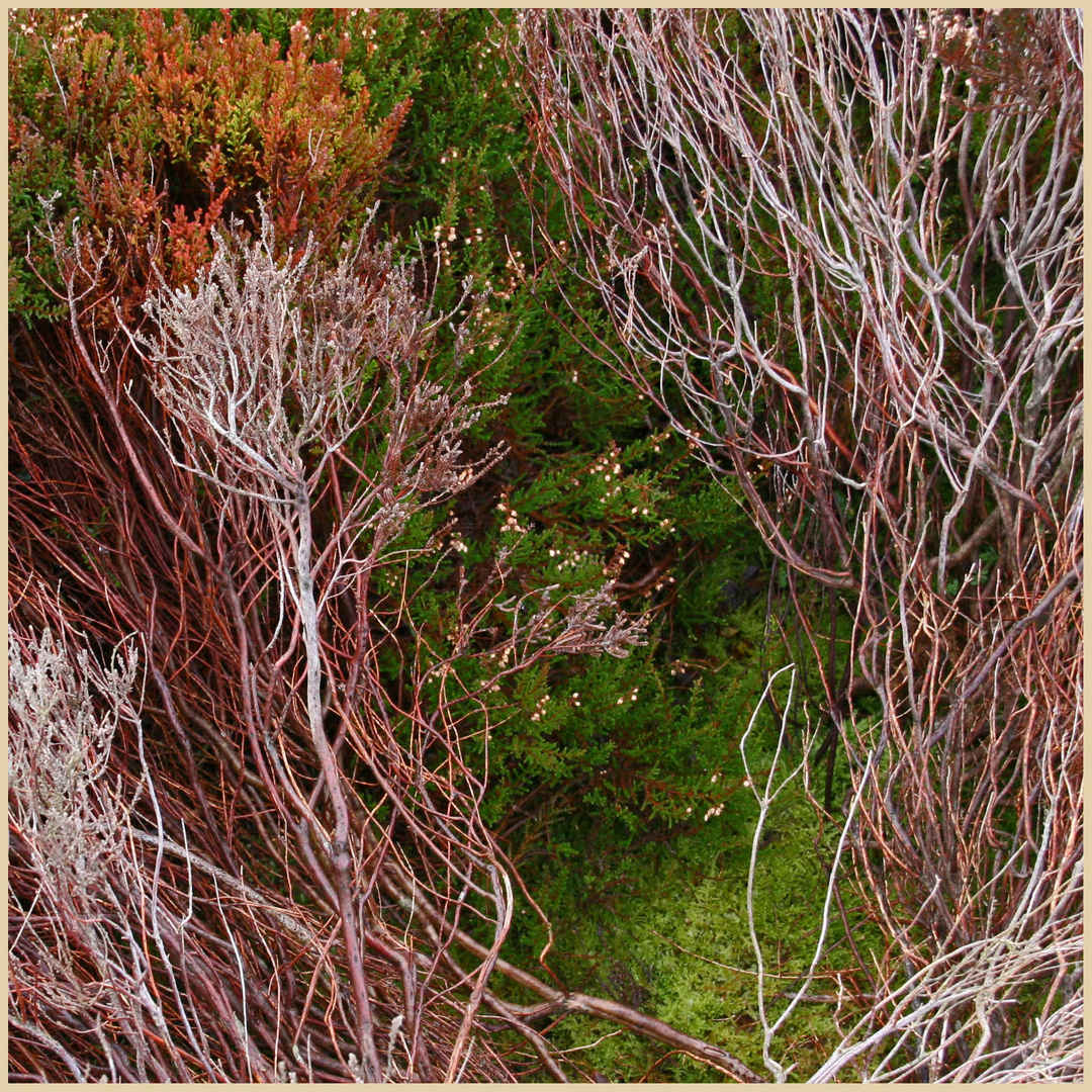 heather and moss on long crag Northumberland