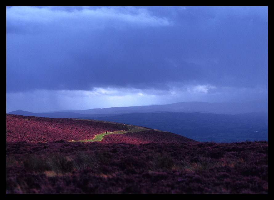 Heather and Wales, Wales and heather – September