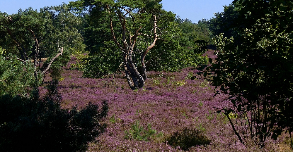 Heather in bloom