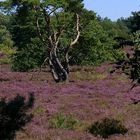 Heather in bloom