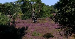 Heather in bloom