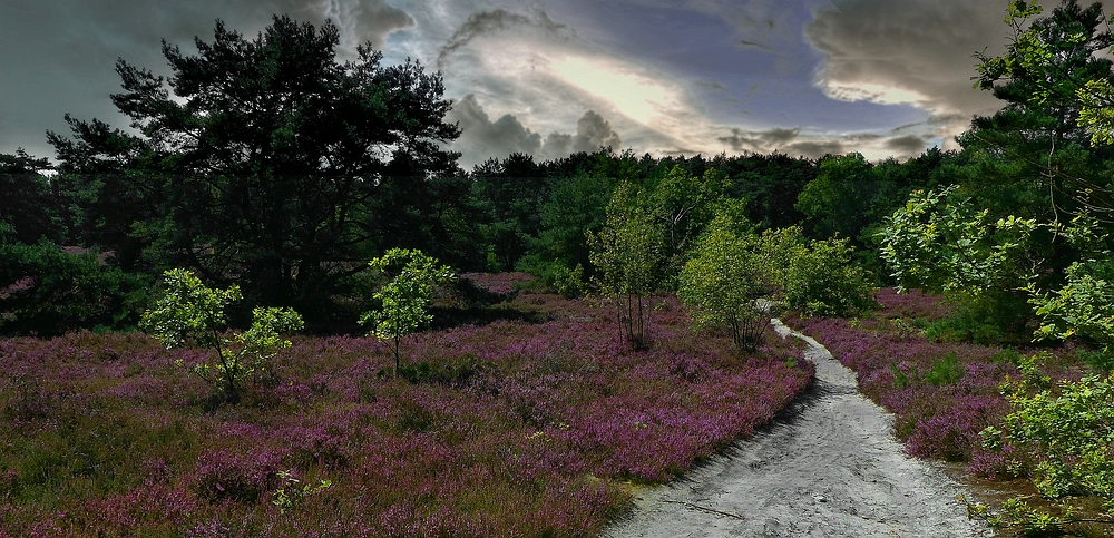 Heather in bloom 