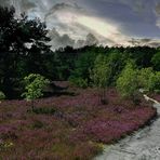 Heather in bloom 