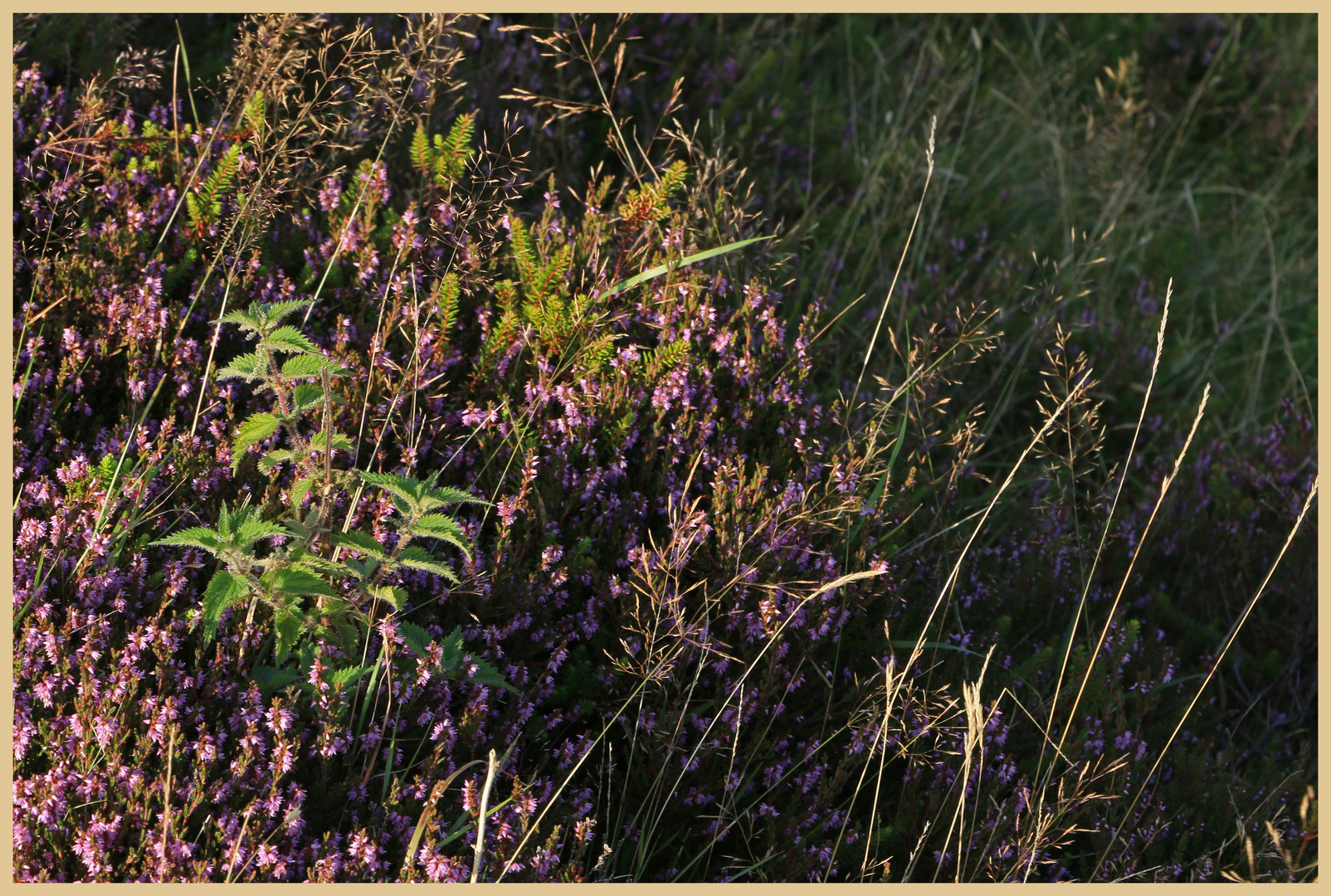 heather in rosedale 2