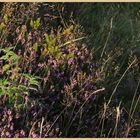 heather in rosedale 2