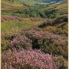 heather in rosedale 3