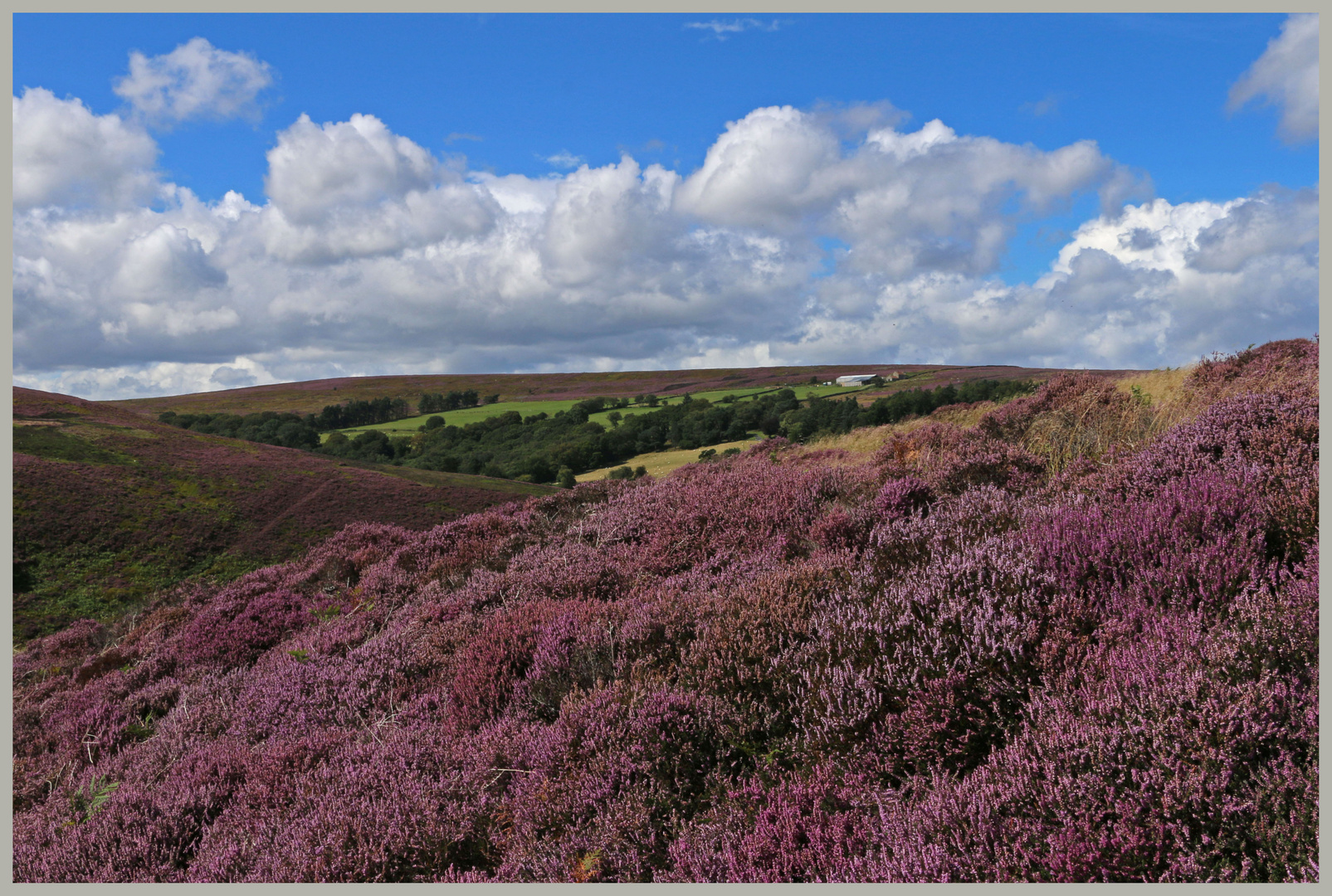 heather moorland in westerdale north yorkshire