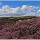 heather moorland in westerdale north yorkshire