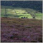 heather moorland near glaisdale North Yorkshire