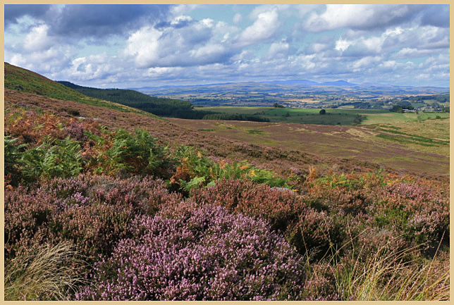 heather moorland near simonside