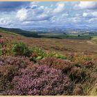 heather moorland near simonside