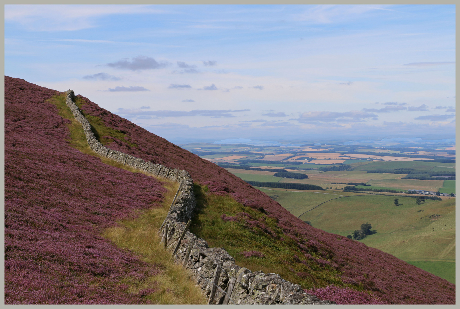 heather on the side of hownam law Cheviot Hills