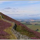 heather on the side of hownam law Cheviot Hills