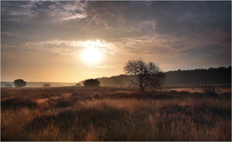 Heathland