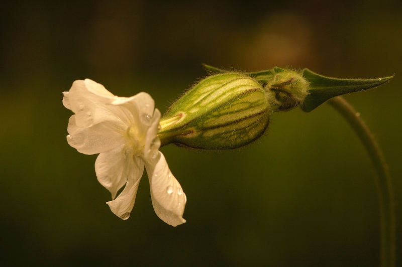 Heaven in a wildflower...