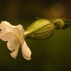 Heaven in a wildflower...