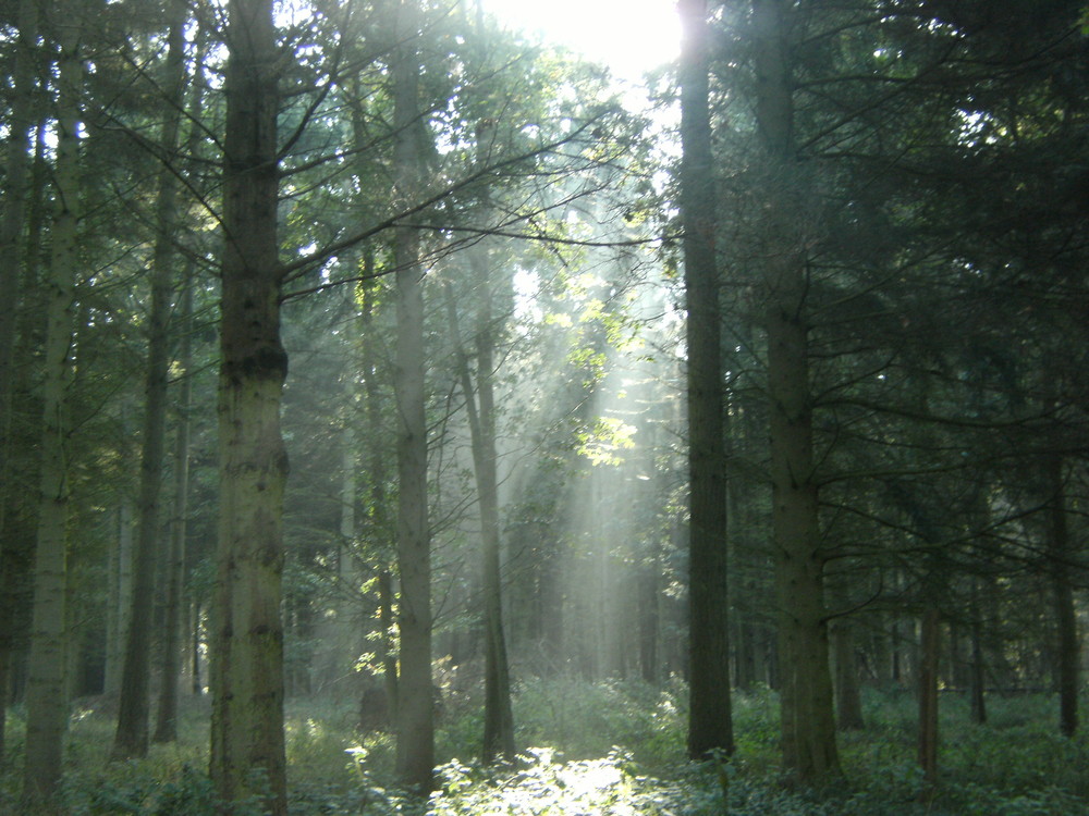 Heavenly Trees.