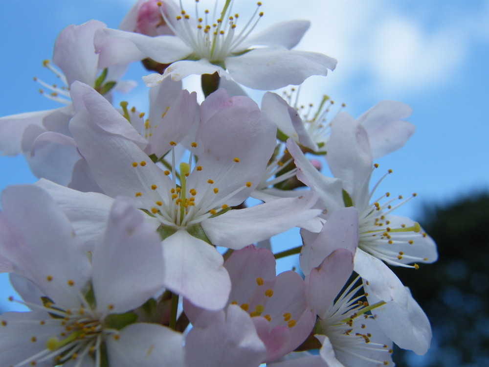 Heavens Blossom